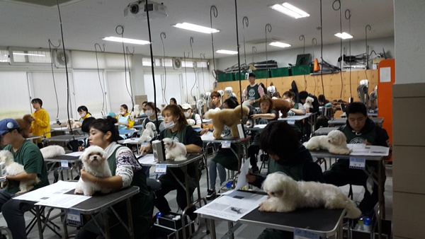 애완동물전공 등 전문가 부족…전공 선택하기 적절한 시기
