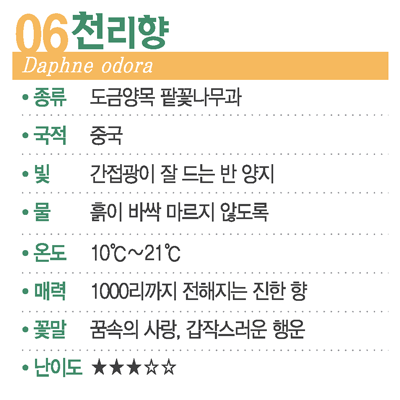 [숲터뷰2 ⑥] 멀리서 보아야 예쁘다, 독 품은 천리향