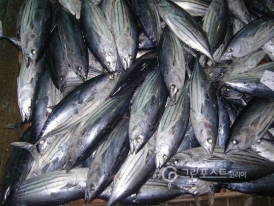 일본, 참치 한마리 사상 최고액 거래 1억5000만엔