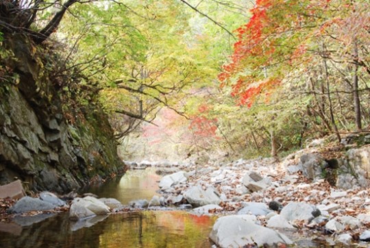 산림청, TV 없는 국립자연휴양림 2곳 시범 운영