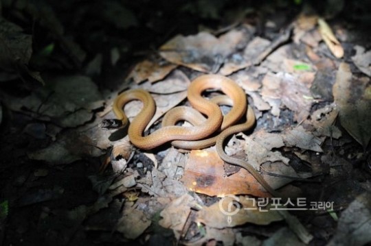 [습지생물]동백동산습지에 똬리 튼 비바리뱀