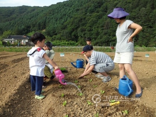 올해도 팔당호 친환경농장에는 희망배추가 자란다