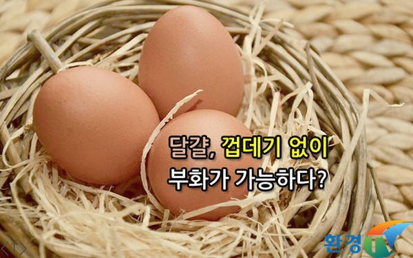 [움짤카드] 달걀, 껍데기 없이 부화가 가능하다?