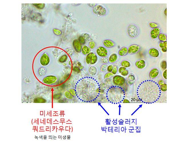 철강폐수·오염물질 동시 제거 미생물 혼합배양체 개발
