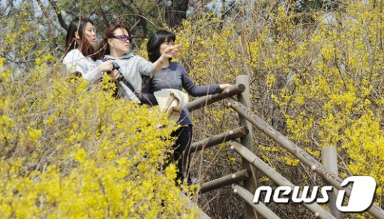 개나리꽃에 설레는 봄처녀들