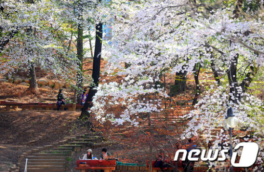 봄 절정이른 캠퍼스