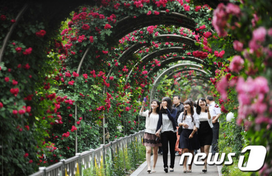 &apos;100만송이 장미 보러오세요!&apos;