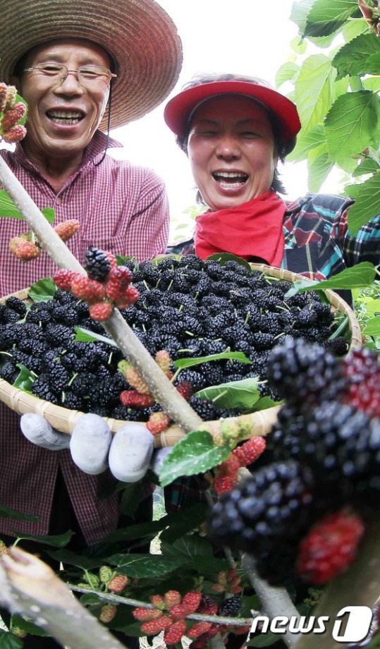 &apos;오디&apos; 농사 풍년이에요!