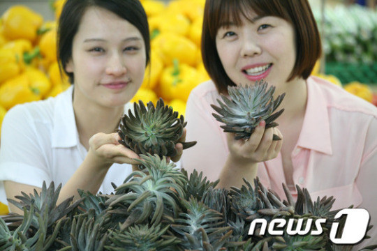 하나로클럽, &apos;와송&apos; 첫 선보여