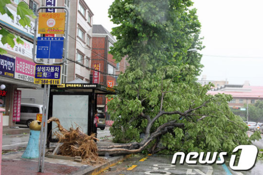 [사진] 버스정류장 옆 누워있는 가로수