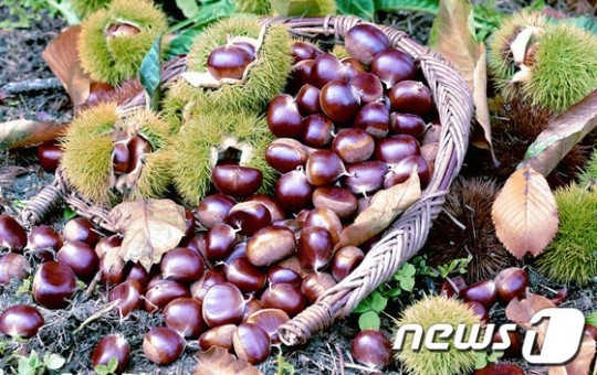 [사진]탐스러운 하동 햇밤 출하