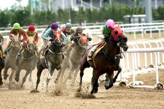 [경마장산책]에이스갤러퍼 vs 마니피크 승자는?