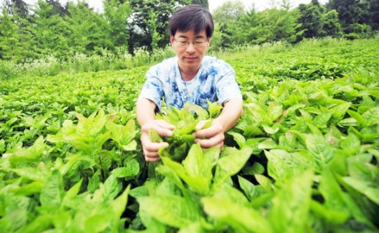 한국천연쪽협동조합