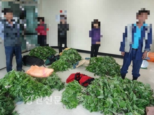 태백국유림관리소, 산나물·산약초 불법채취 벌금 2,000만원!
