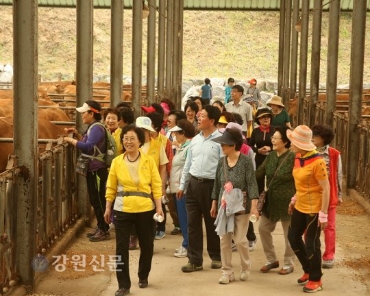 홍천군, 늘푸름 홍천한우 홍보를 위한 체험 행사