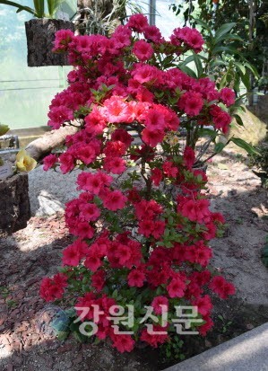도립화목원 철쭉 분재 전시회 개최