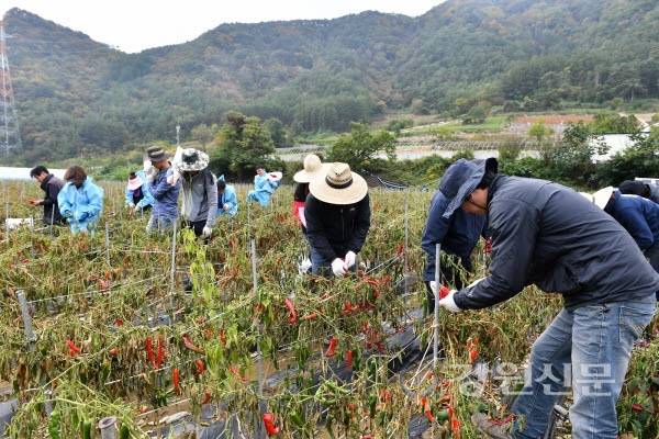 정선군 가을철 수확기 일손돕기에 총력