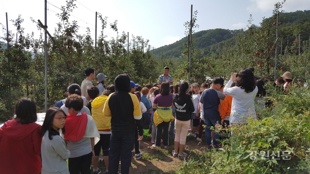 화천군, 특별한 산골사과 시식회