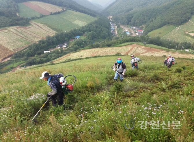 태백국유림, 산불피해 복구조림지 풀베기 사업 착수