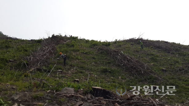 삼척국유림, 조림지 858.5㏊ 풀베기 사업 본격 추진