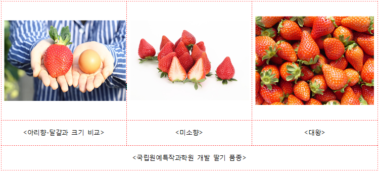 당도 높고, 크기도 큰 딸기 나온다