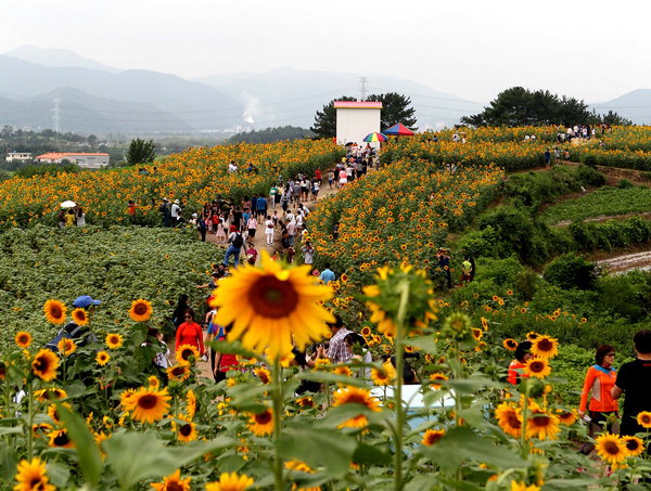 ‘마을화폐’로 해바라기축제 즐기고 마을경제 살리고