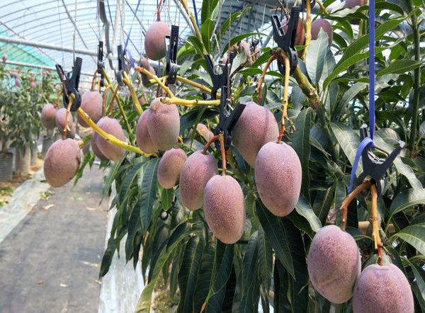 과일의 여왕 ‘애플망고’ 창원 특산품 추진
