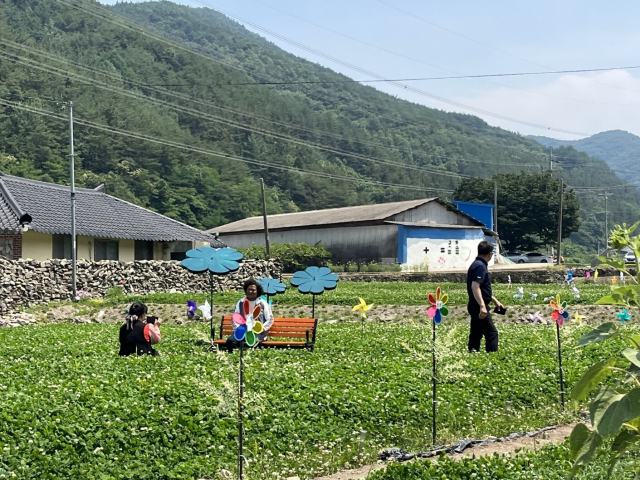 클로버 유명한 사천 정동 가곡마을 ‘클로버축제’