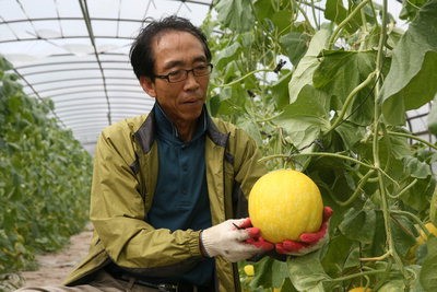 ‘영양멜론’ 지역특산물로 키운다