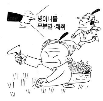 울릉 명이나물 무분별 채취로 ‘몸살’