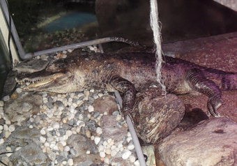 어린이회관 악어 ‘황금이’와 30년만에 작별