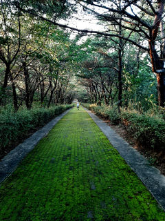 [포토뉴스] 이끼가 만든 환상의 경천대 그린로드(Green road)