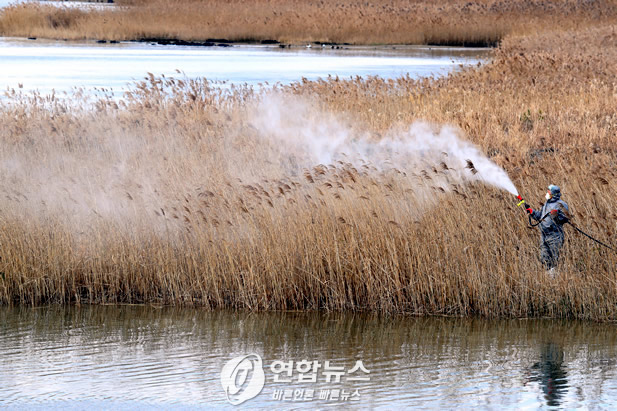 한국 닭·오리 살처분 일본의 28배, 이유는?