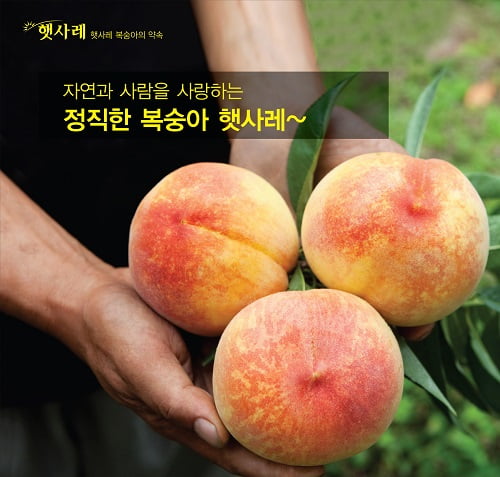 [한경매거진 JOB&JOY 고객만족브랜드대상] 품질높은 복숭아 생산 및 유통 브랜드, 햇사레
