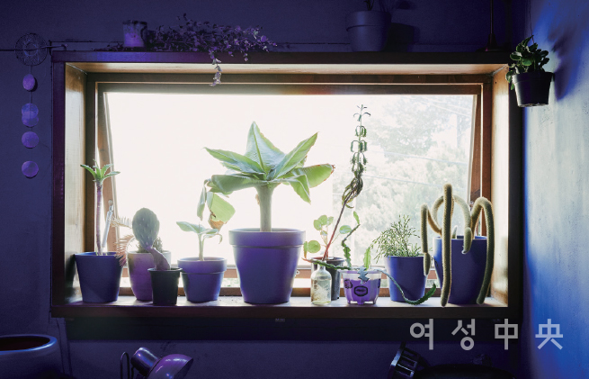 낯선 식물을 팝니다