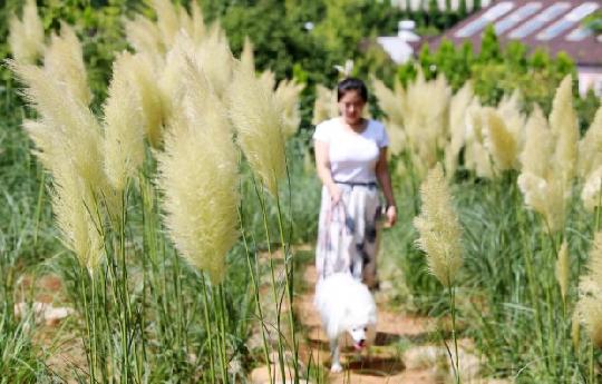 ‘어서와 가을아’ 태안의 푸른 하늘 이고 선 팜파스그라스의 이국적 매력