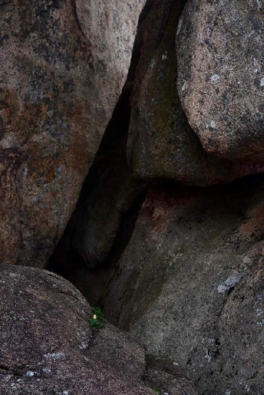 [배일동의 렌즈 판소리] 고고한 그 품이란...바위 틈 돌양지꽃