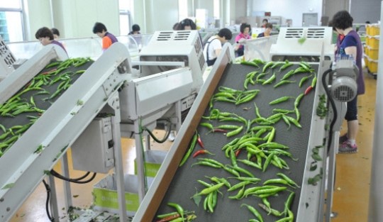 진주 청양고추, 유통·판매도 화끈한 매운맛