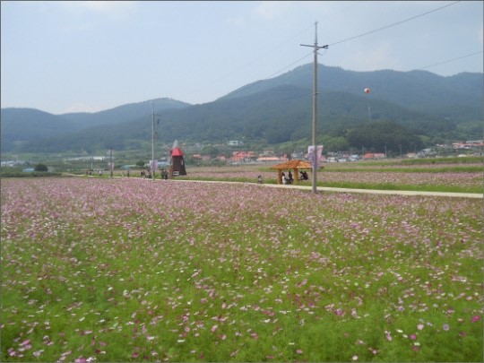 거제시 올해도 청마꽃들 조성한다