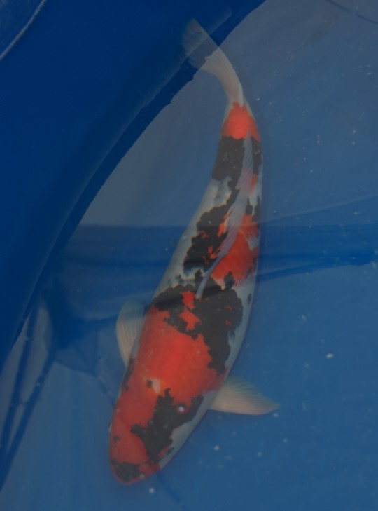 경남도 비단잉어 품평회서 4개 부문 우승