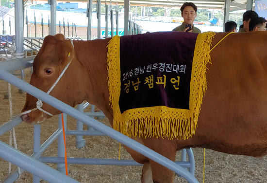 경남 한우챔피언에 밀양 박희완 농가