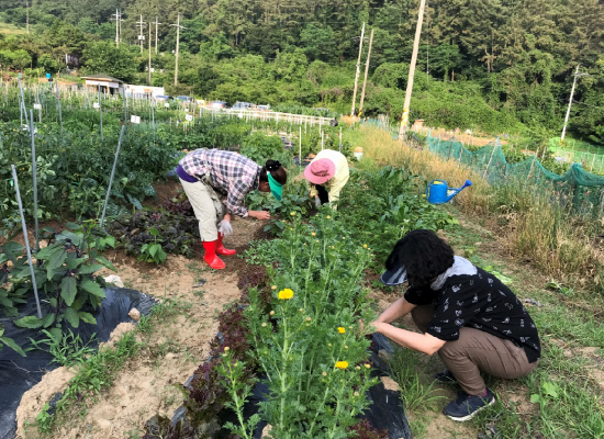 창원시 진해구 안골 주말체험농장 텃밭 분양