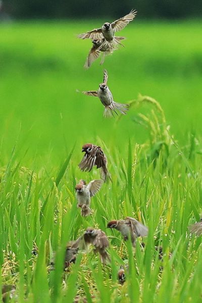 입추(立秋)…신나는 참새떼