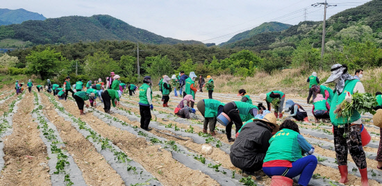 새마을운동함양군지회, 휴경지 활용 영농활동