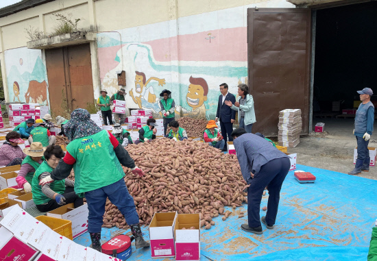 새마을운동함양군지회, 영농체험장 고구마 수확