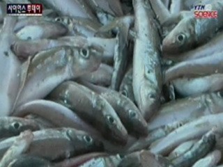 후쿠시마 연안 수산물 현지서 유통