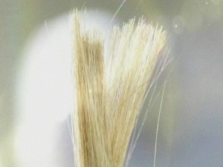 [놀라운 아이디어] 아름다움을 향한 욕망, 염색약