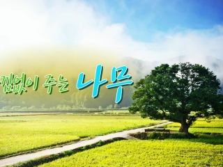 아낌없이 주는 나무