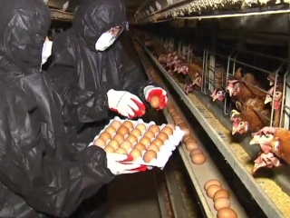 살충제 의존 영세농가에 친환경인증 남발