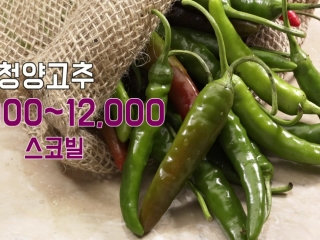 [궁금한S] 매운맛에 끌리는 이유를 과학적으로 풀어보면?